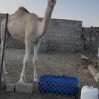 ام ثالث لقحه ومعها قعود عمره سنه و6شهور