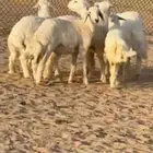 خرفان حريات ظهورها طيبه