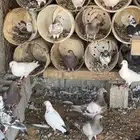 حمام فرنسي وسلفر وزاجل