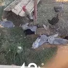 ارانب للبيع العدد 15