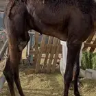 للبيع القعدان الكفو للمبادي وزواجات