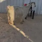 عارضيه صفرا دافع