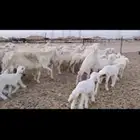 ضان مع بهمها 24 والبهم 23