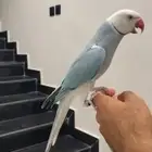 تم البيع تم البيع ذكر دره هولندي طير محترم