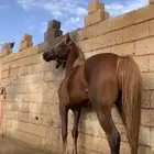 حصان شعبي