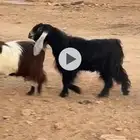فحل ثني او رباع شررط القريع