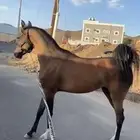مهره للبيع شعبية