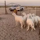 خرفان حري فاخره معها رخل وحده