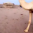 قعودي باتلي