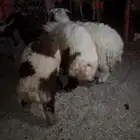 طليان للبيع