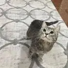 قط ذكر للتبني