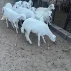 غنم