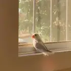 طير او عصفور روز