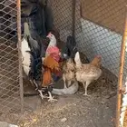 انباع الله يبارك لراعيه