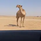 بكر جذعة عونية مزاين كفو