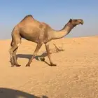 مصعد شعلا ونقبل المعاريض ابل