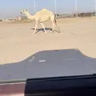جذعه كفوو