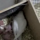ازواج بادجي معاها فروخهها