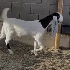 معزا جفار 8 كفو