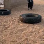 عنز طيبه للبيع خلفه تحته جفرتين