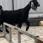 عارضيه معها ثنين تيس وجفره