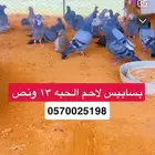 بسابيس حمام وديوك اعمار شهرين