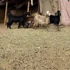 معزا دفيع مقاني كفو