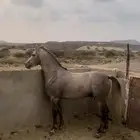 حصان شعبي فاخر