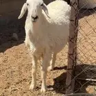 للبيع رخال حريه ونعيميه