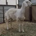 حريه صنف للبيع