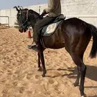 فرس انقليزيه حاضنه بكر