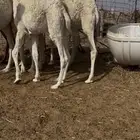 قعدان 5 طيبه