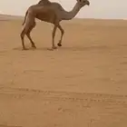 بكره جذعه جاهز للضراب شرط العذاريب