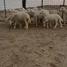 ضان حرية حرش منوة القناي