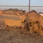 بكره  مفروده ذبح شحم