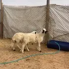 سواكن للبيع مع الصلخ والتوصيل