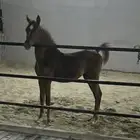 للبيع مهره شعبية شيخة