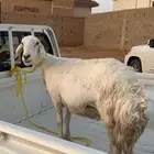 شاه حريه