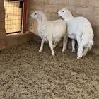 خرفان