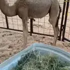 قعود وبكره طيبه ونضيفه