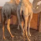 للبيع بكار حقايق بريه