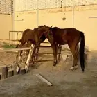 عرض فرس ام و بناتها مهرتين