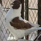 جمال طيور الحمام
