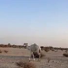 ناقه عفراء خفوت كفو