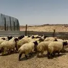 غنم