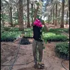شتلات عنب وشتلات فاكهة