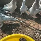 عشة حمام كنق وزاجل