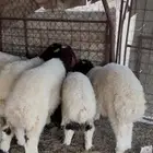 للبيع بهم طيب