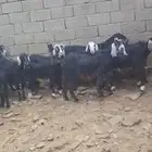 للبيع معزا مقاني وتيوس وجفار ذبايح