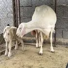 صفرا برصا صنف الصنف